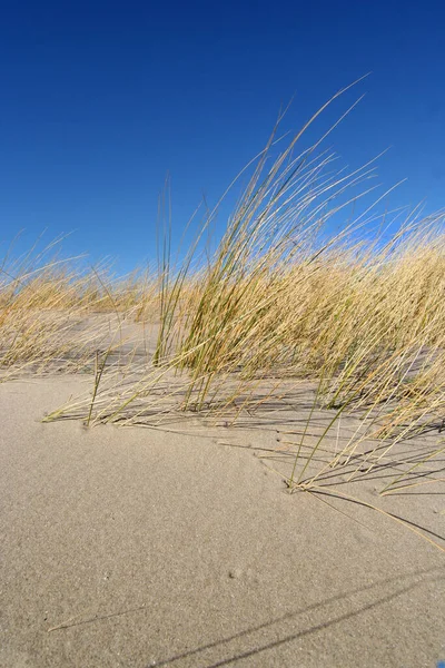 荷兰蓝天的沙丘草 — 图库照片