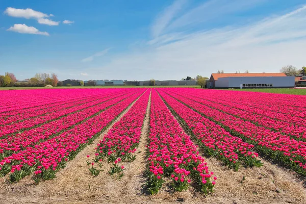 Field Purple Flowers Farm Blue Sky Holland — Stock Photo, Image