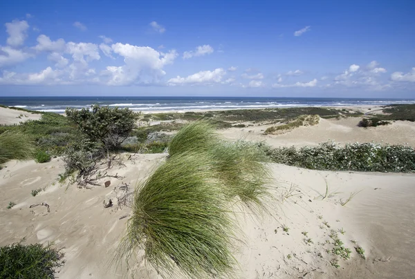 Costa del Mar del Norte —  Fotos de Stock