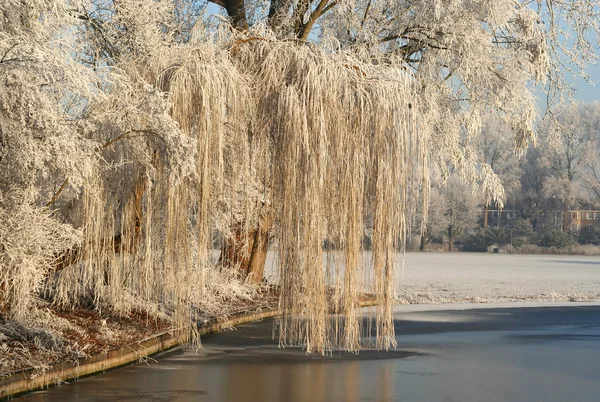 Hollanda'da donmuş Willow — Stok fotoğraf