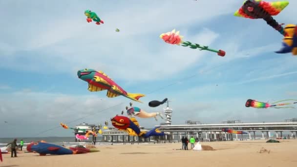 Vliegeren op het strand in Nederland — Stockvideo