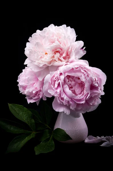 Güzel pembe peonies — Stok fotoğraf