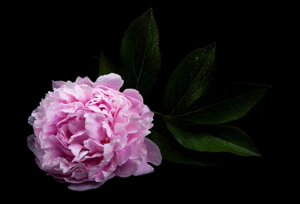 Güzel pembe peonies — Stok fotoğraf