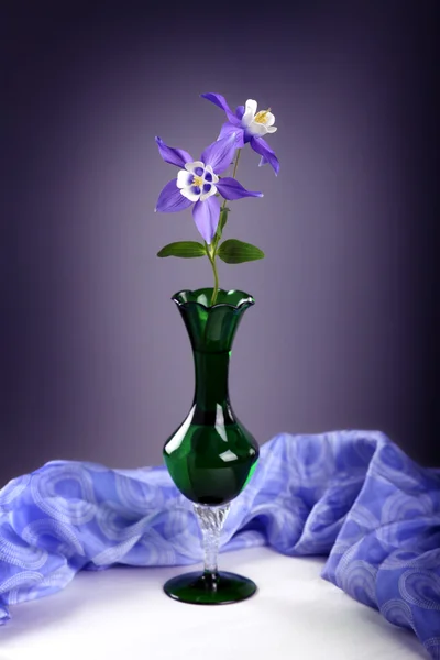 Fiore di colombina viola — Foto Stock