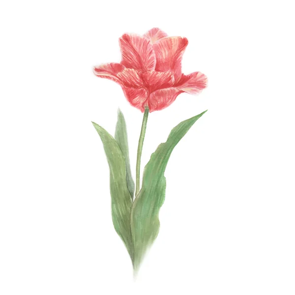 Red watercolor tulip flower — Stock Vector