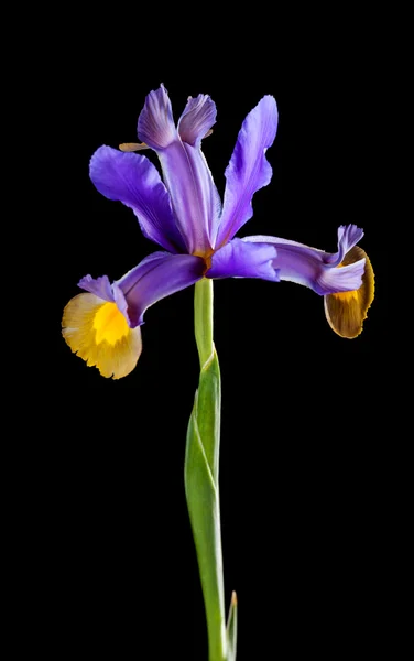バイオレット アイリスの花 — 图库照片