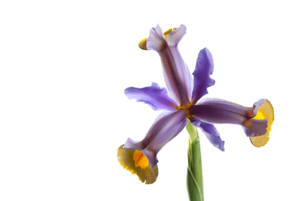 Iris violet fleur — Photo