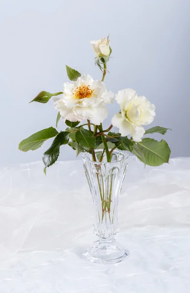 Beautiful white roses — Stock Photo, Image