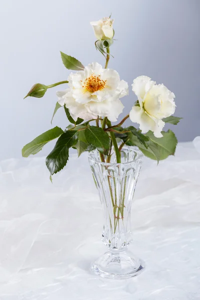 Beautiful white roses — Stock Photo, Image