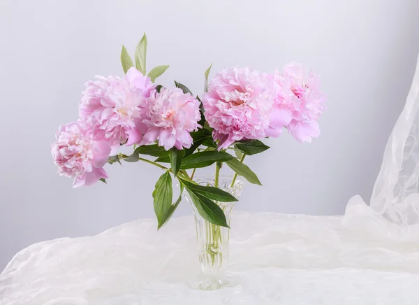 Belle peonie rosa — Foto Stock