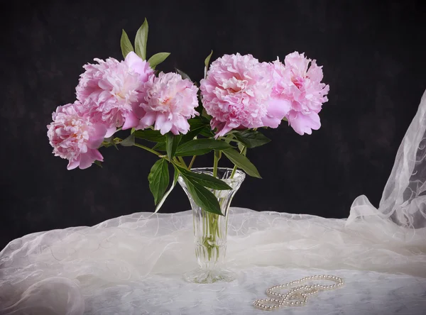 Beautiful pink peonies — Stock Photo, Image