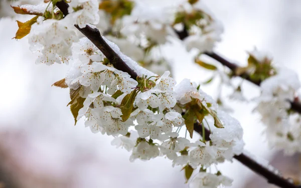 Queda de neve final da primavera — Fotografia de Stock