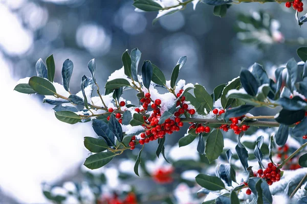 Snow Covered European Holly Berry — Stock Photo, Image