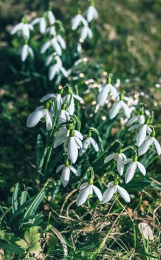 İlkbaharda beyaz kartopu çiçekleri