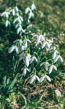 İlkbaharda beyaz kartopu çiçekleri