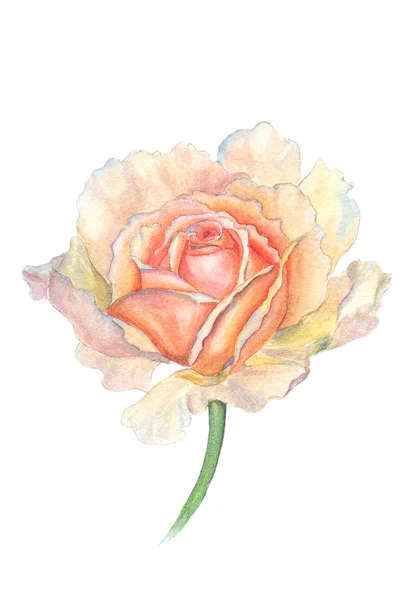 Rose — Stock Photo, Image