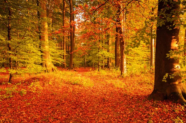 Autumn — Stock Photo, Image