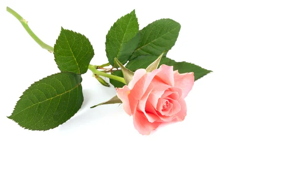 Rosa rosa hermosa — Foto de Stock