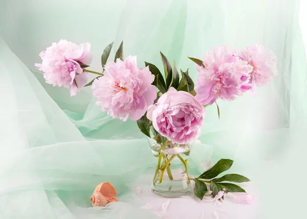 Güzel pembe peonies — Stok fotoğraf