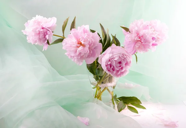 Güzel pembe peonies — Stok fotoğraf