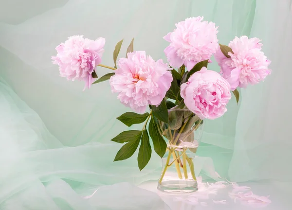 Beautiful pink peonies — Stock Photo, Image