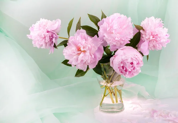 Beautiful pink peonies — Stock Photo, Image