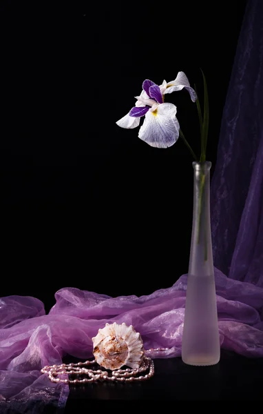 White iris — Stock Photo, Image