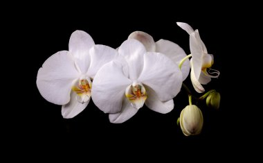 Beyaz Orkide