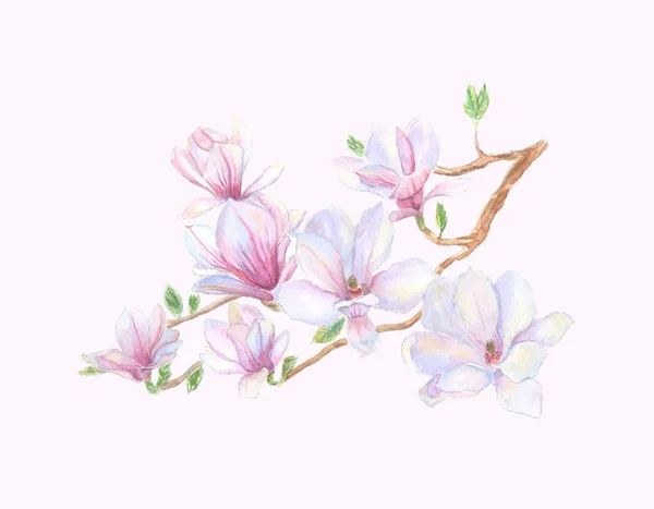 Magnolia — Stockvector