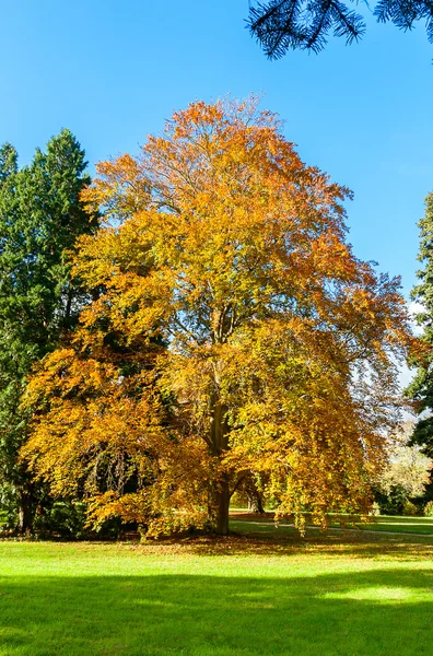 Herfstlandschap — Stockfoto