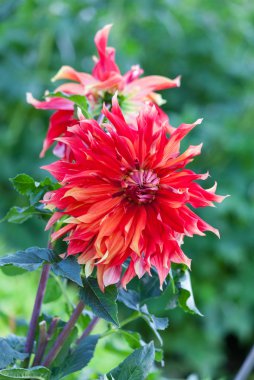 kırmızı yıldız çiçeği