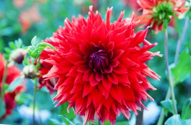 kırmızı yıldız çiçeği