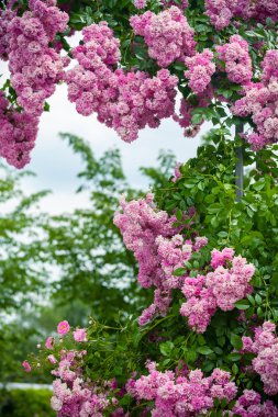 Çiçek açan Güller