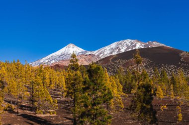 Teide Ulusal Parkı, Tenerife, Kanarya Adaları, İspanya 'daki Samara volkanı bölgesinden Teide Dağı' nın manzarası. Manzarada volkanik topraklarda yetişen Kanarya çam ağaçları, renkli lav tarlaları ve Teide 'in karla kaplı zirvesi bulunur.