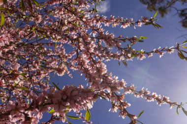 Santiago del Teide, Tenerife, Kanarya Adaları 'ndaki derin mavi gökyüzüne karşı beyaz taç yapraklı ve pembe dallı narin badem çiçeklerinin yakın çekimi. Badem ağaçları baharın başında çiçek açar ve ticaret sırasında kutlanır.