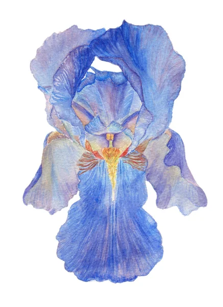 Illustration of Iris flower — Stock Photo, Image