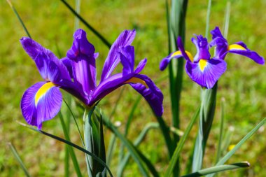 Iris mor çiçekler