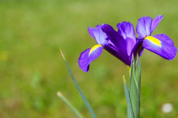 Lila iris blommor — Stockfoto