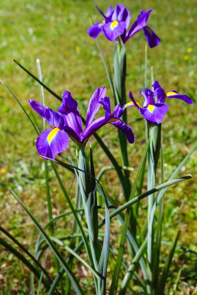 Lila iris blommor — Stockfoto