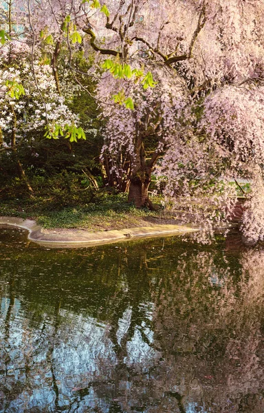 Цветок сакуры весной — стоковое фото