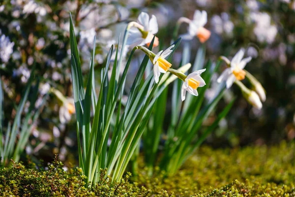 Narcissus liar putih — Stok Foto