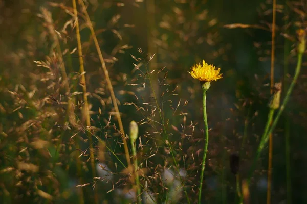 Κίτρινο Λουλούδι Που Αναπτύσσεται Στο Πεδίο — Φωτογραφία Αρχείου