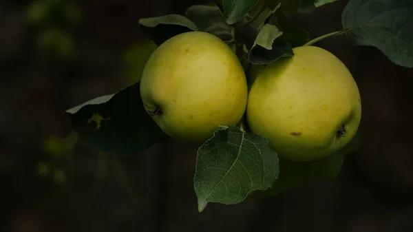 Récolte Pommes Dans Jardin — Photo
