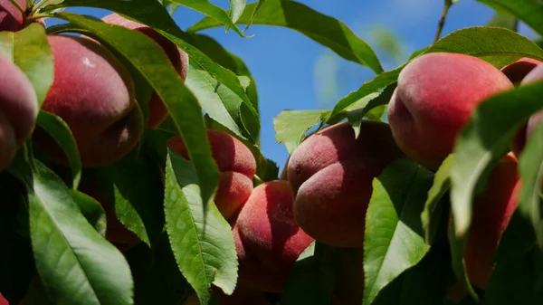 Harvest Peaches Garden — 图库照片