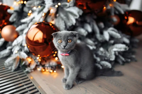 Lindo gatito escocés sentado en el suelo frente al árbol de Navidad en casa. — Foto de Stock