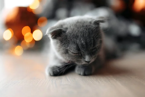 Lindo gato escocés durmiendo en el suelo frente al árbol de Navidad en casa. — Foto de Stock