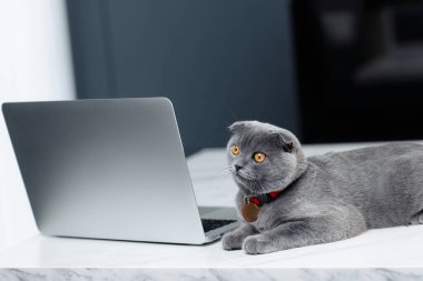 Gri bir İskoç kedisi laptopun ya da mutfaktaki bilgisayarın yanında dinleniyor..