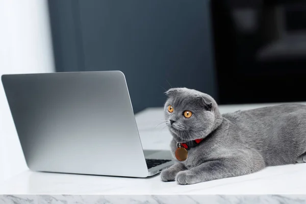 Un gato bastante gris Scottish Fold está descansando cerca de la computadora portátil o computadora en la mesa en la cocina. — Foto de Stock