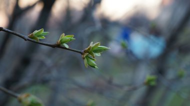 Ağaçtaki tomurcuklar