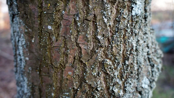 Tree bark — Stock Photo, Image